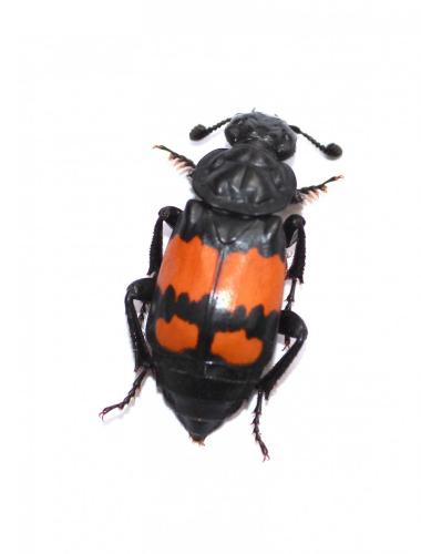 Réf. 214 132 : Nicrophorus vespilloides